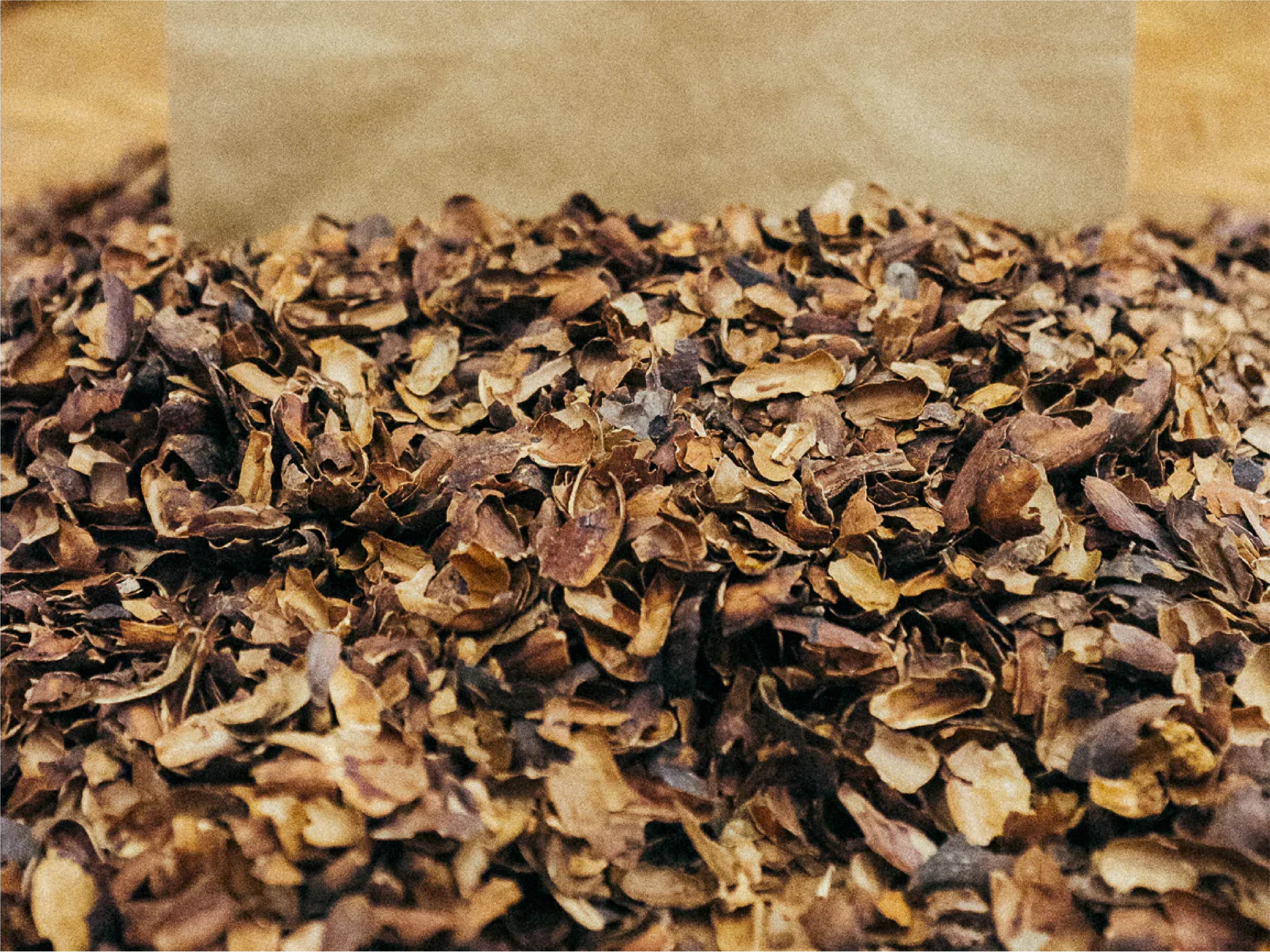 Close-up of discarded cocoa husks showing waste potential