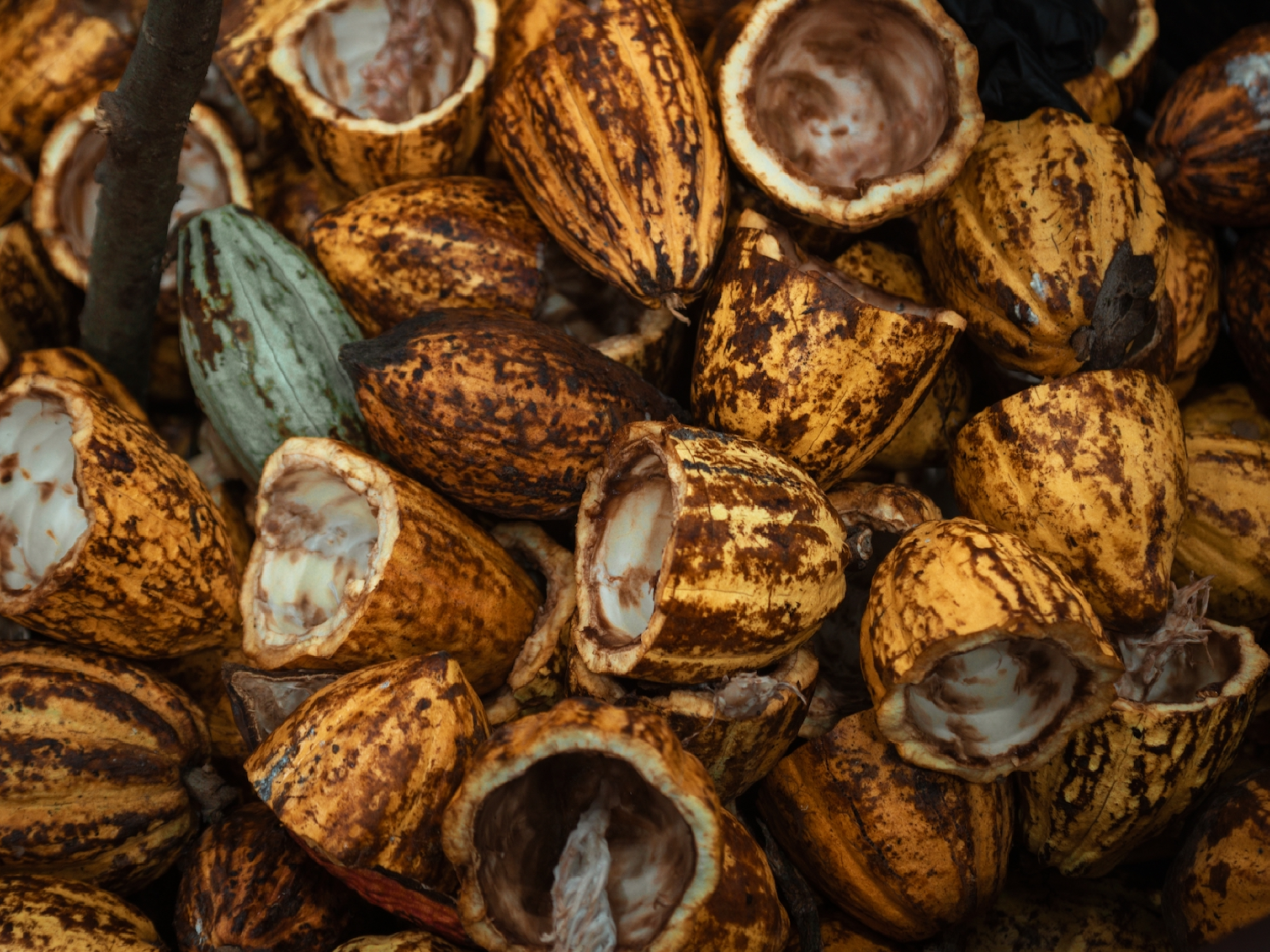 Cocoa pods being processed with husks being discarded