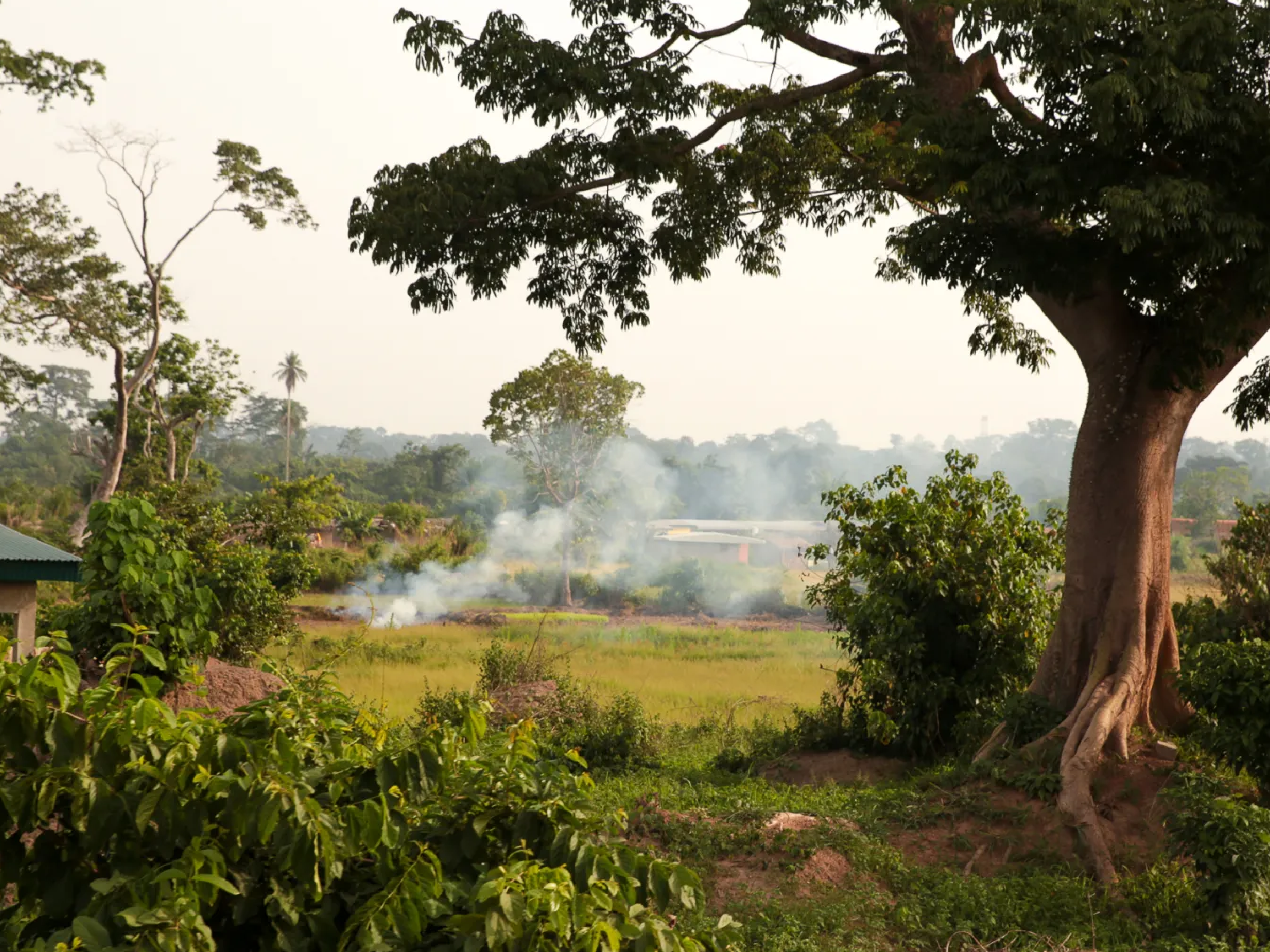 Environmental impact of burning cocoa husks